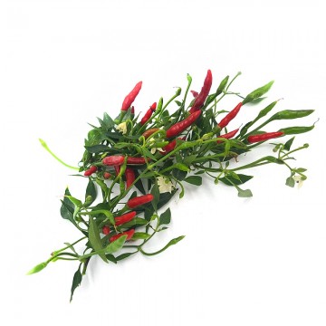 Peperoncino "diavolino"...