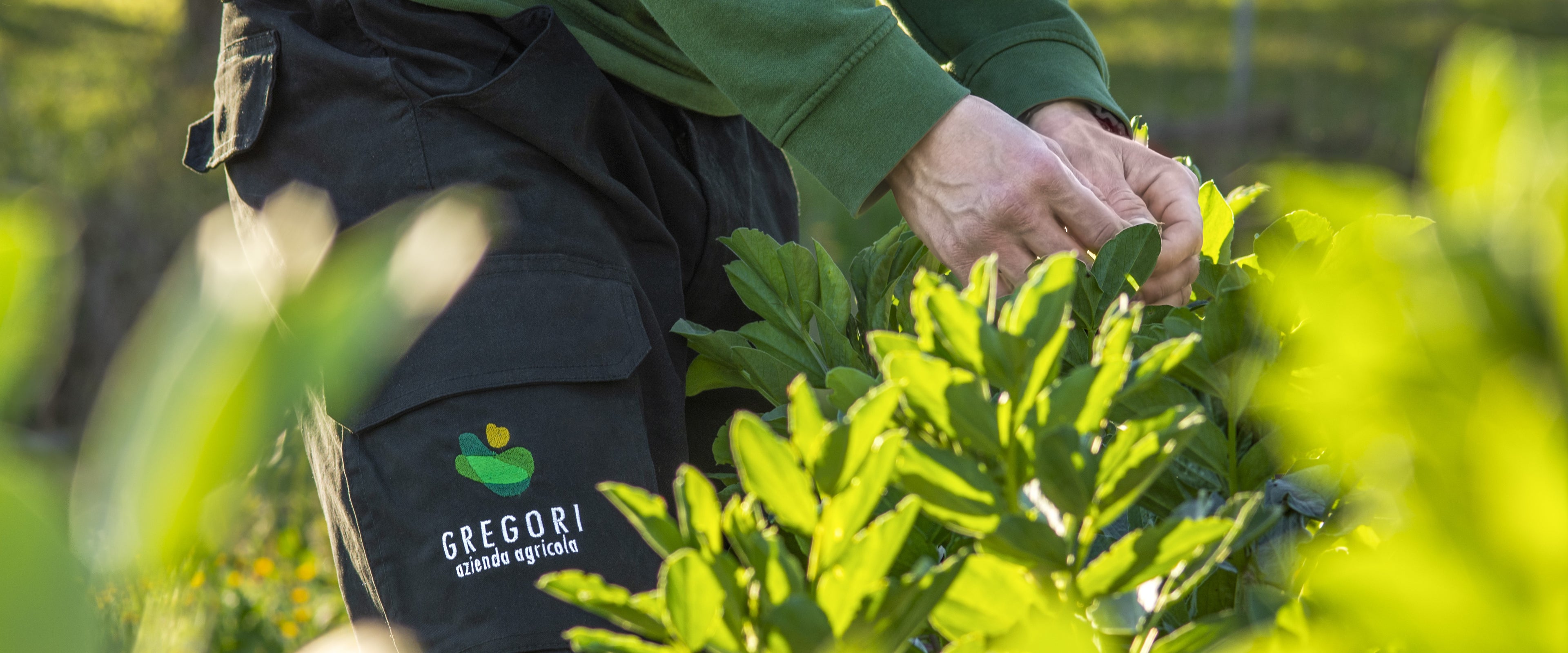 Azienda Agricola Gregori - Bio dalla terra alla tavola