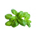 Basilico