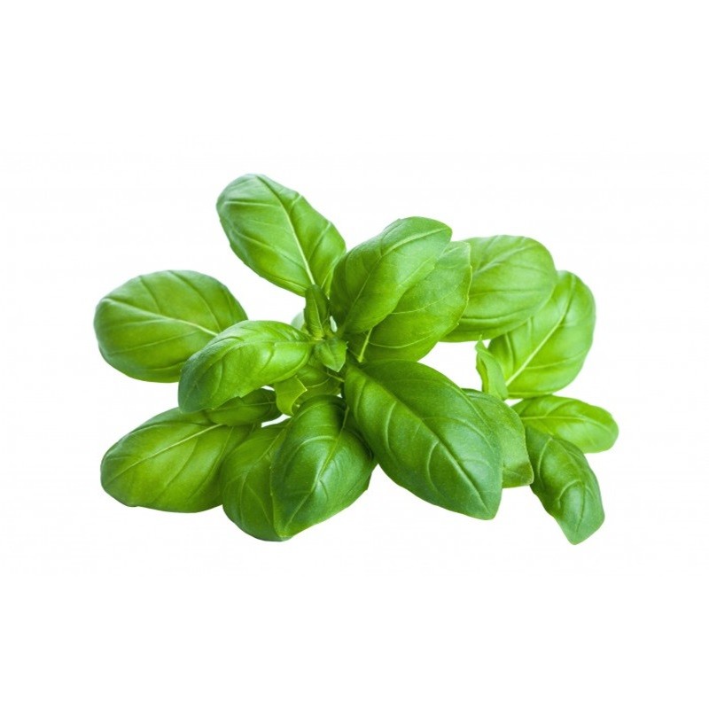 Basilico