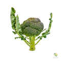 Broccolo siciliano