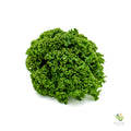 Cavolo toscano riccio (Kale)