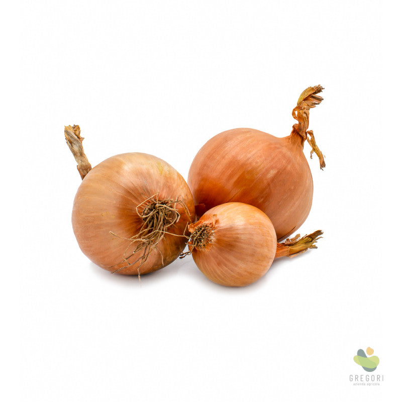 Cipolla secca dorata