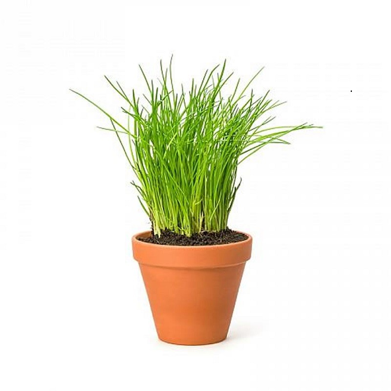 Erba cipollina (piantina)