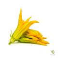 Fiore di Zucca