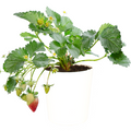 Fragola (piantina)