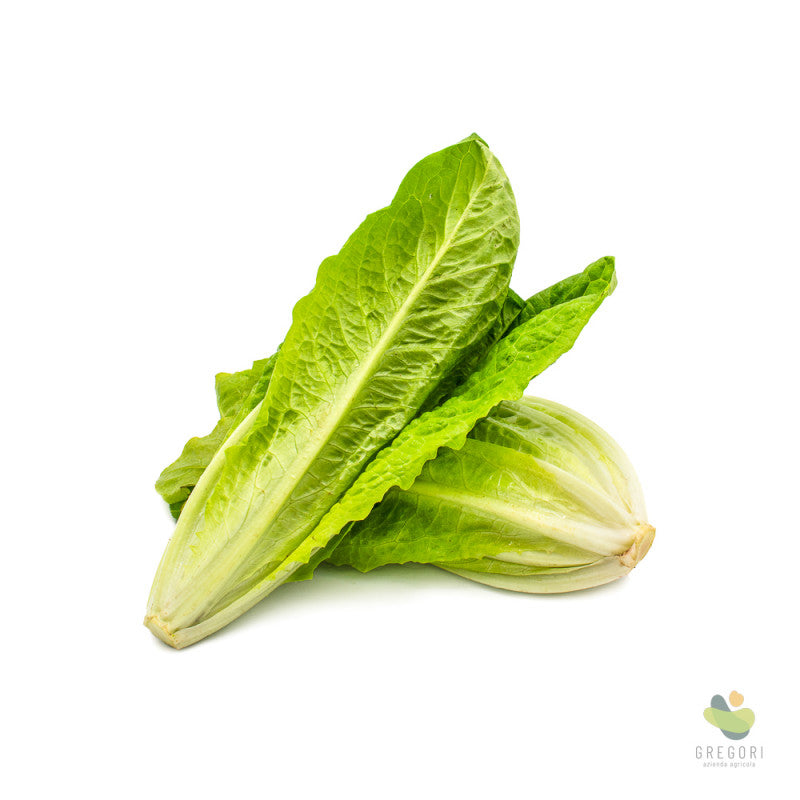 Insalata lattuga