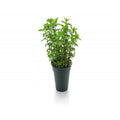 Menta Mojito (piantina)