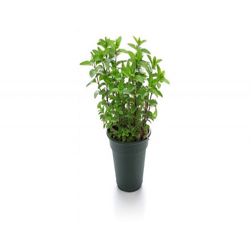 Menta Mojito (piantina)