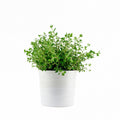 Origano (piantina)