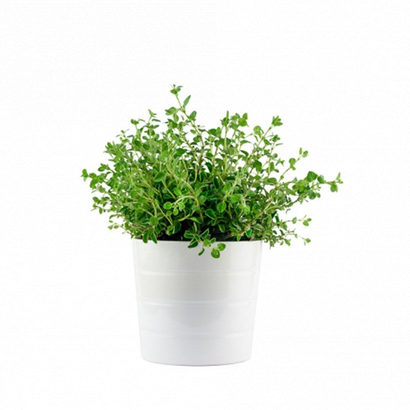Origano (piantina)
