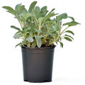 Salvia (piantina)